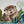 Loutre des rivières