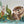 Loutre des rivières